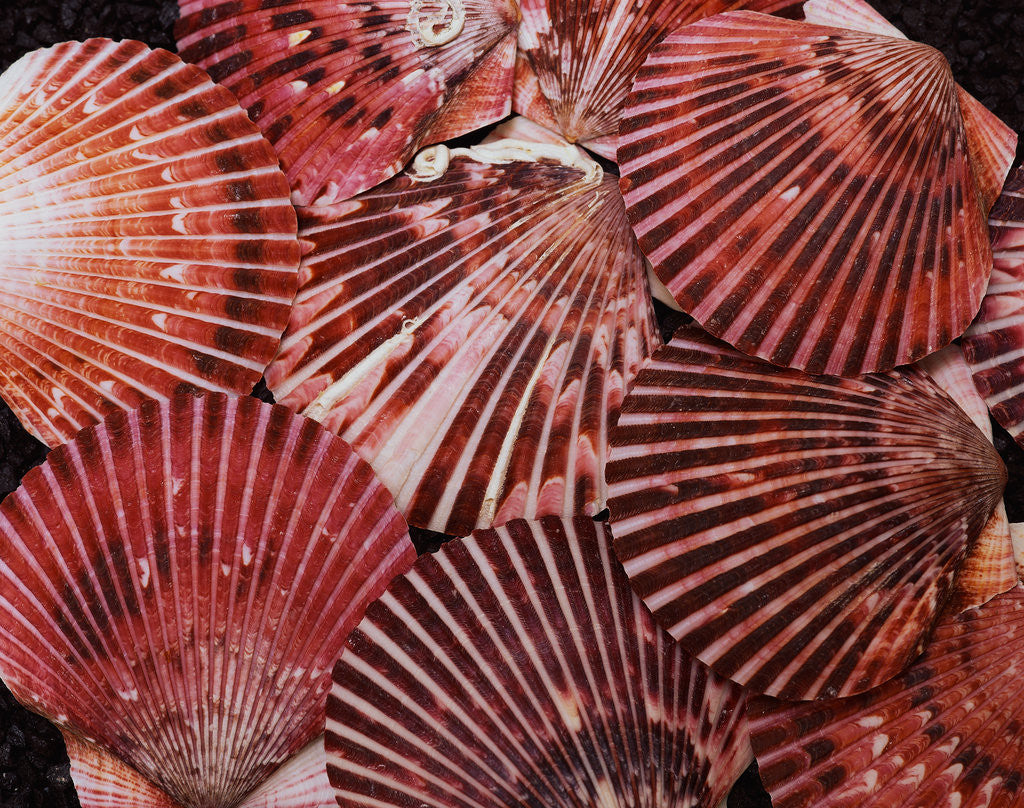 Detail of Scallop Shells by Anonymous