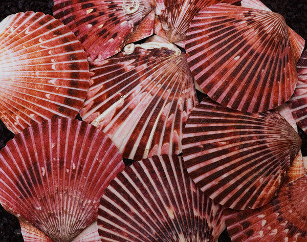 Scallop Shell Poster Scallop Shells posters & prints by Anonymous