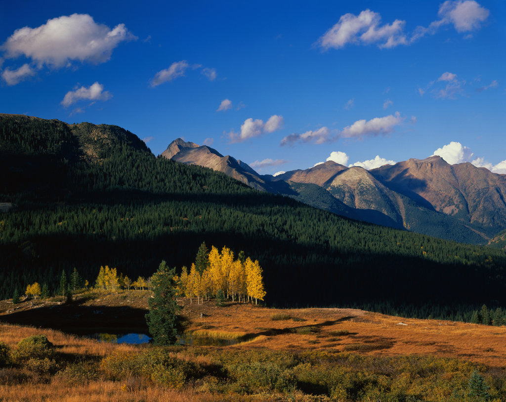 Detail of Autumn at Molas Divide by Anonymous