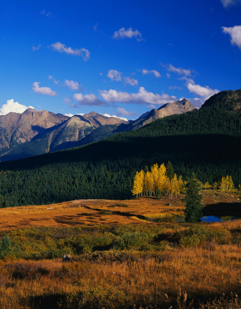 Detail of Meadow near Molas Divide by Anonymous