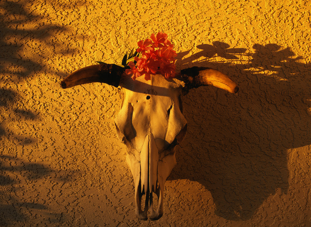 Detail of Flowers on a Cattle Skull by Anonymous
