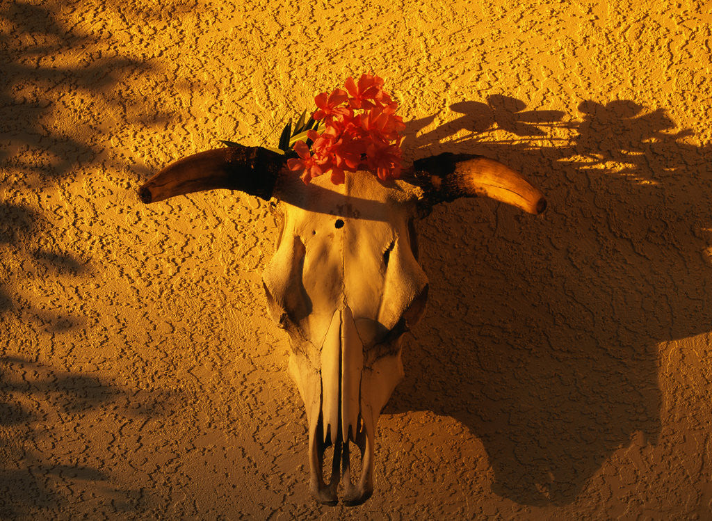 Detail of Flowers on a Cattle Skull by Corbis