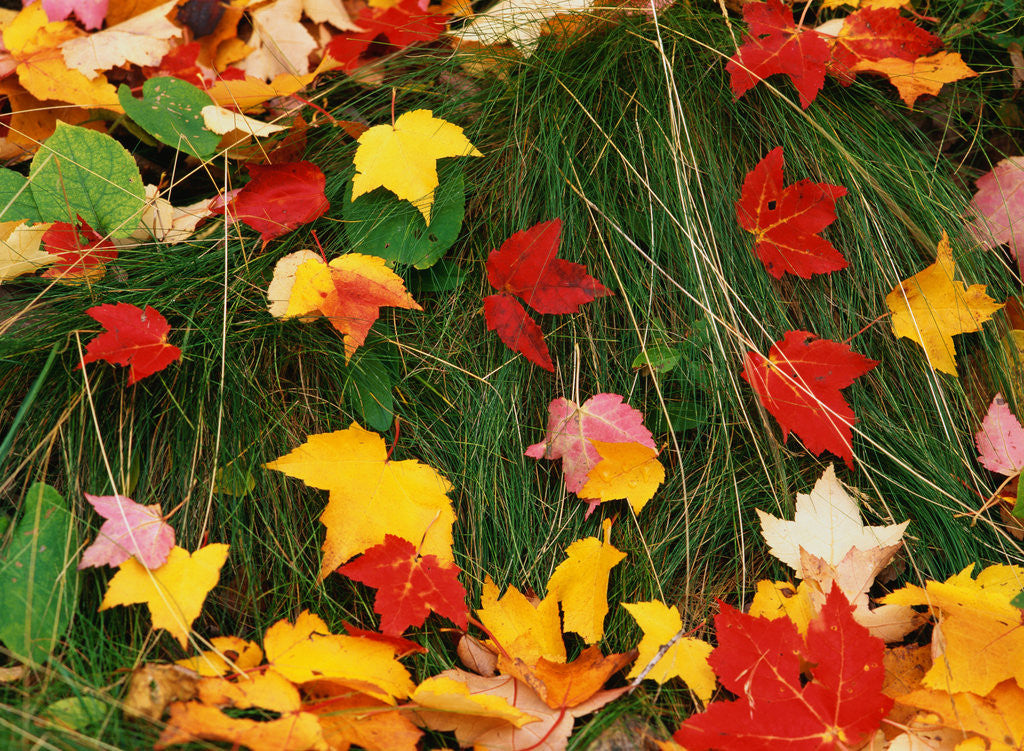 Detail of Maple Leaves and Grass by Anonymous