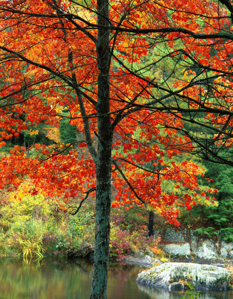 Detail of Sugar Maple in Autumn by Corbis