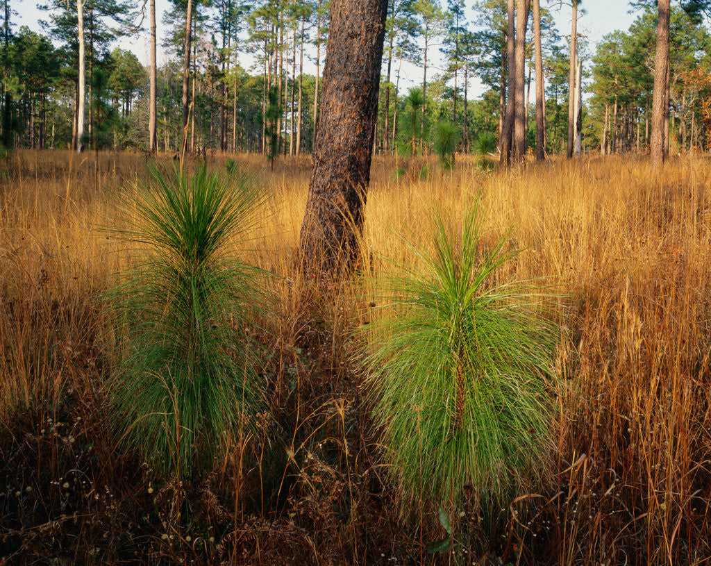 Detail of Pine Trees in Tall Grass by Anonymous