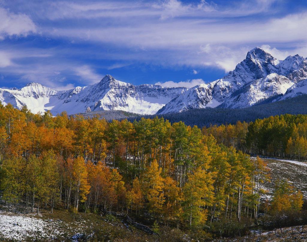 Detail of Golden Aspens and Mount Sneffels by Anonymous