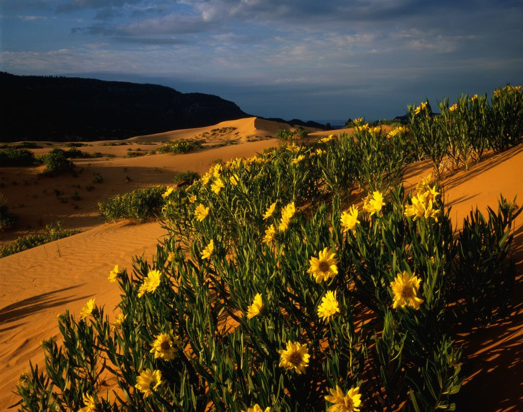 Detail of Sunflowers and Sand Dunes by Anonymous