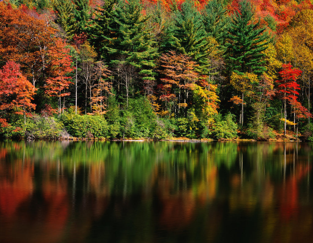 Detail of Reflections on Lake Conasauga by Corbis