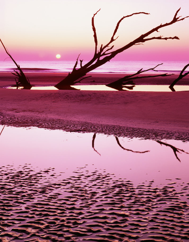 Detail of Boneyard Beach on Wassaw Island by Anonymous