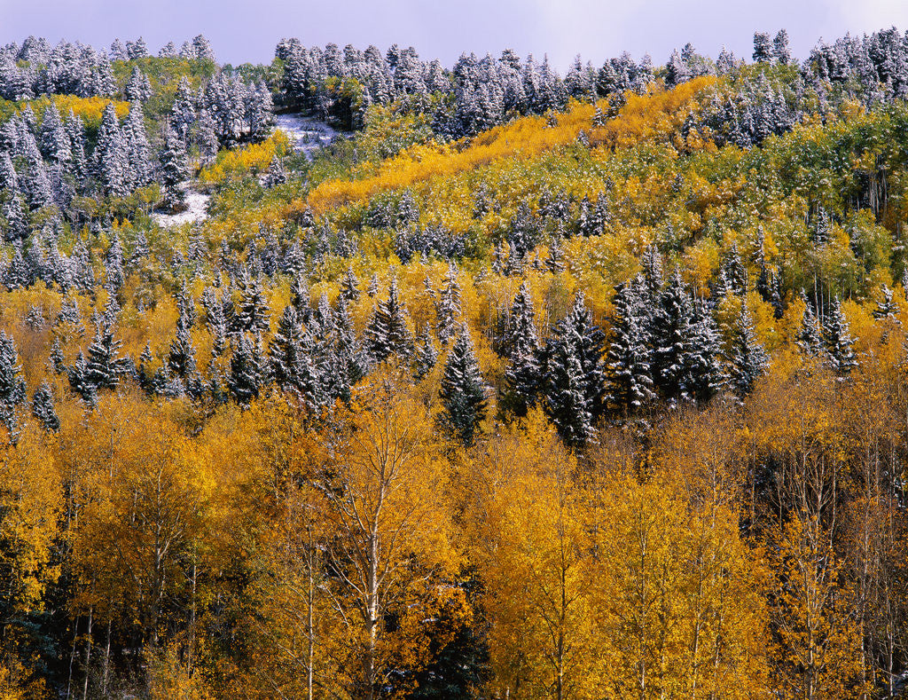 Detail of Forest of Aspens and Firs by Corbis