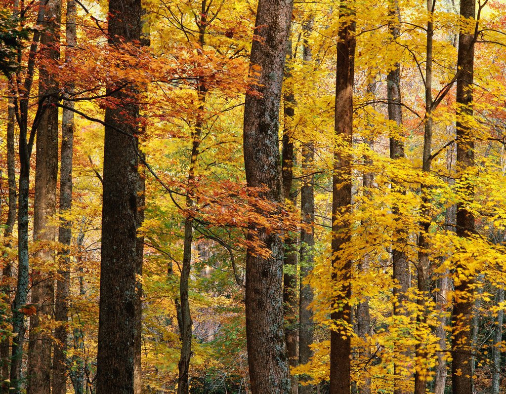 Detail of Hardwood Forest in Autumn by Anonymous
