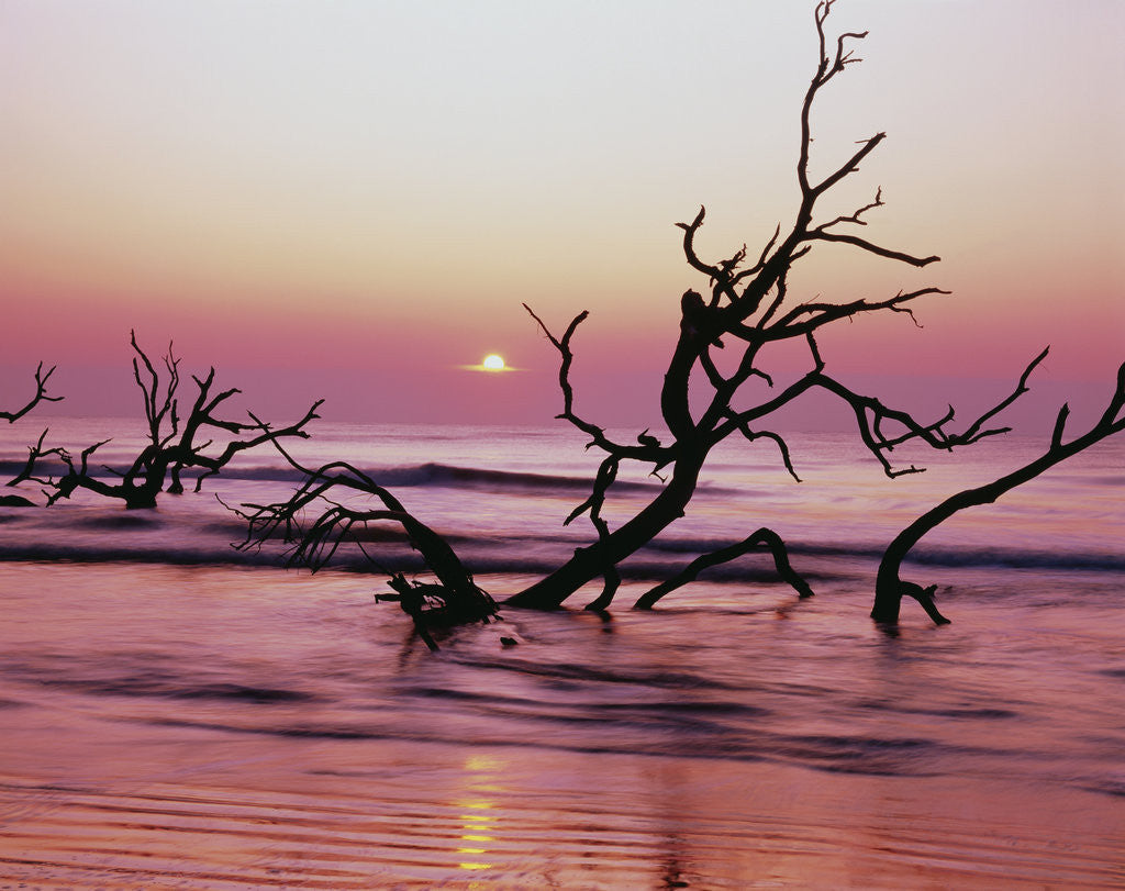 Detail of Fallen Oak Silhouette at Sunrise by Anonymous