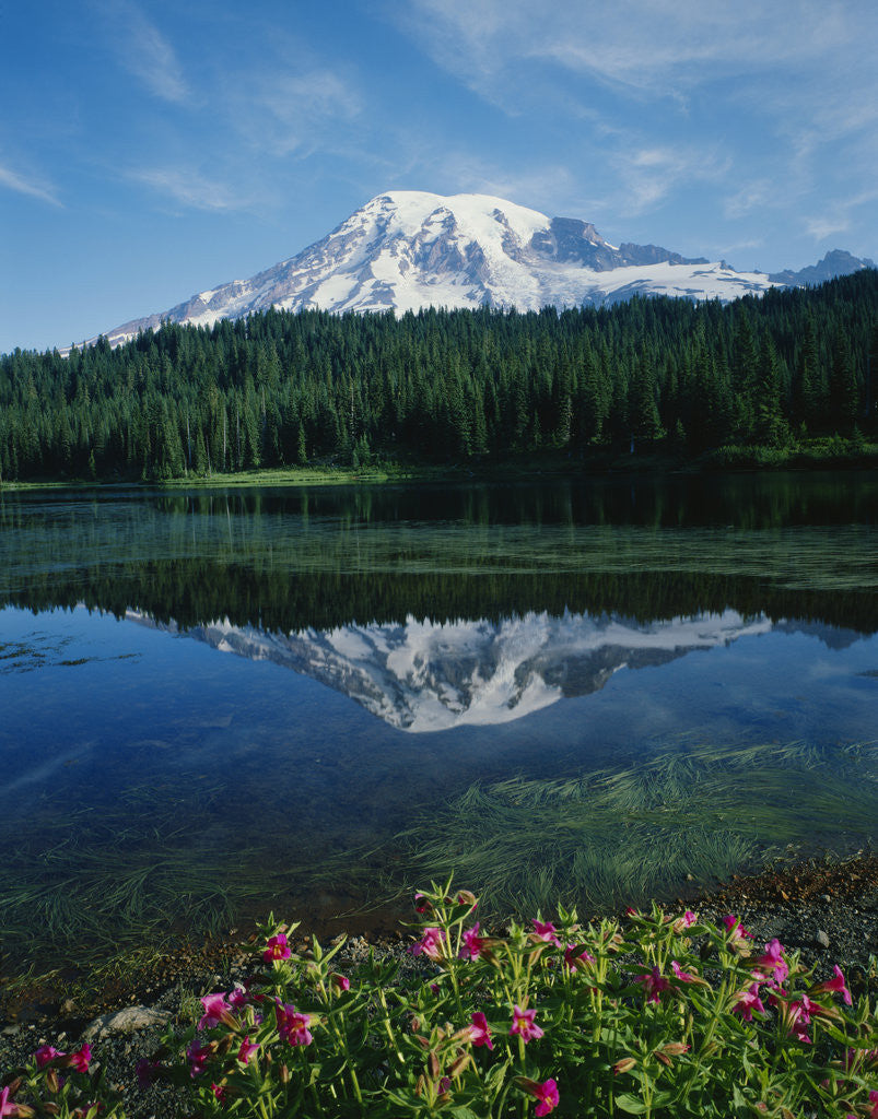 Detail of Reflection of Snowcovered Mount Rainier on Reflection Lake by Anonymous
