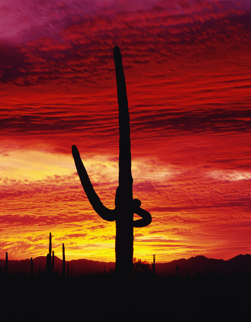 Detail of Saguaro Cactus Silhouetted at Sunset by Anonymous
