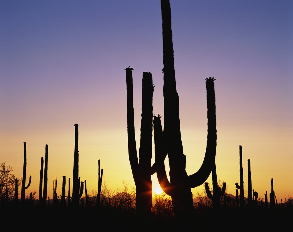 Detail of Silhouettes of Saguaro Cacti at Sunset by Corbis