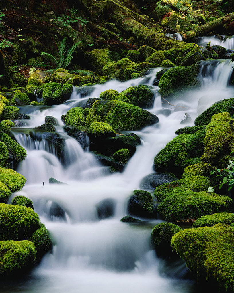 Detail of Moss-Covered Boulders at Sol Duc Falls by Anonymous