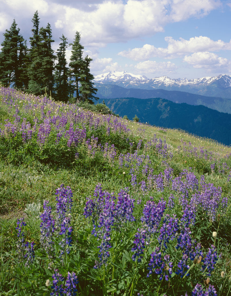 Detail of Meadow of Lupine Wildflowers by Anonymous