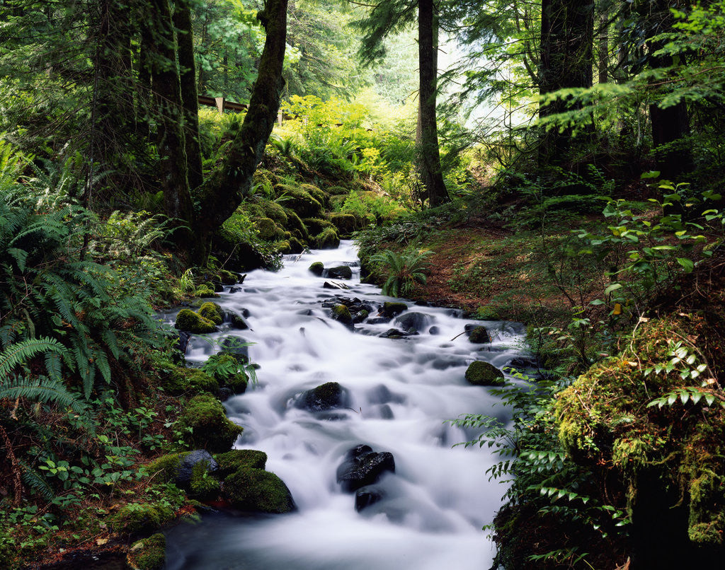 Detail of Olympic National Park Stream by Anonymous