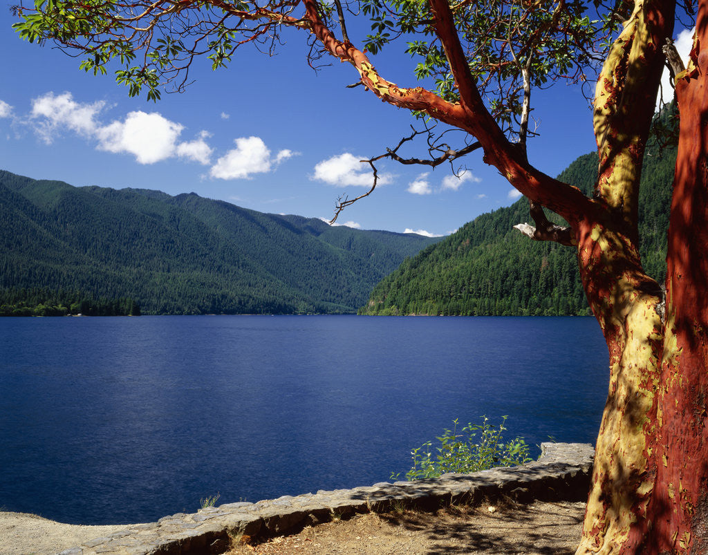 Detail of Pacific Madrone by Lake Crescent