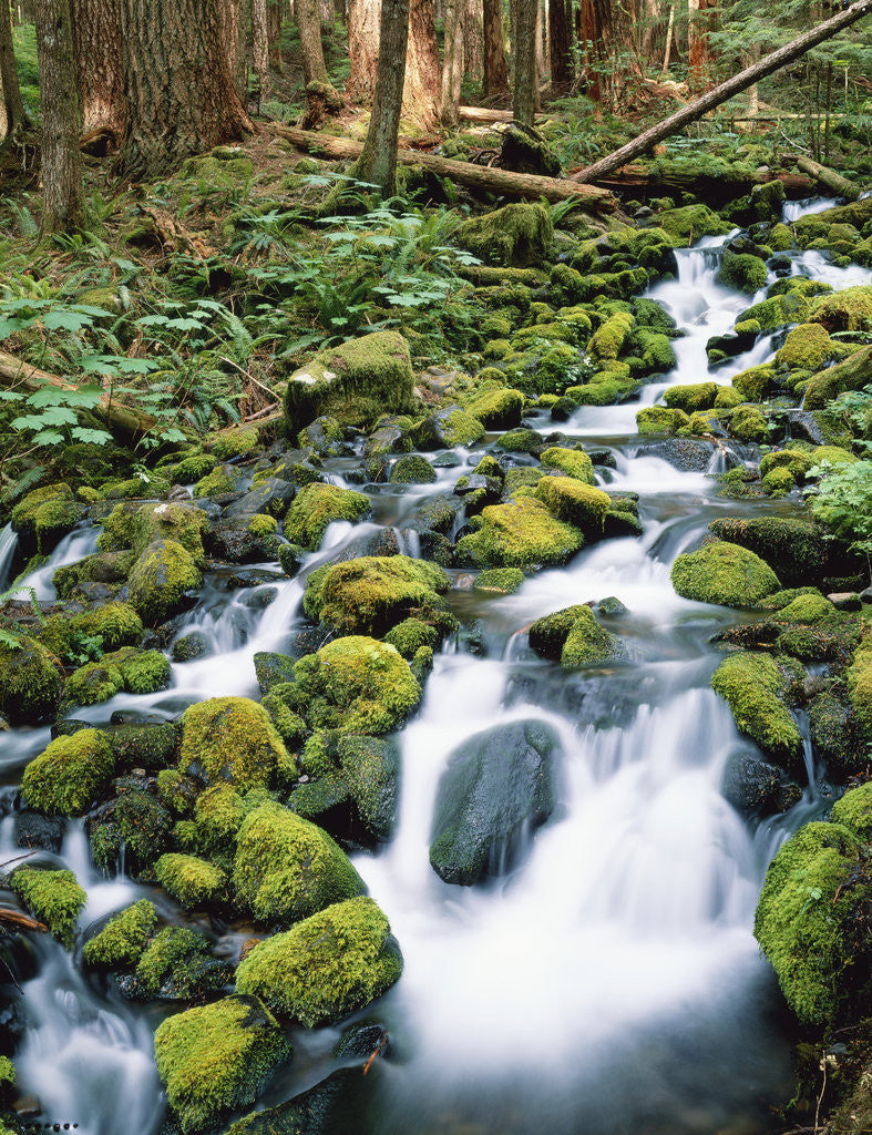 Detail of Sol Duc River Valley Stream by Anonymous