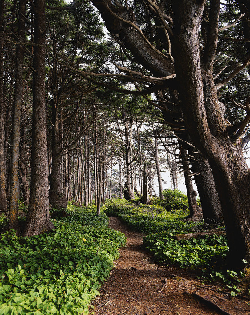 Detail of Spruce Trail at Kalaloch Beach by Anonymous