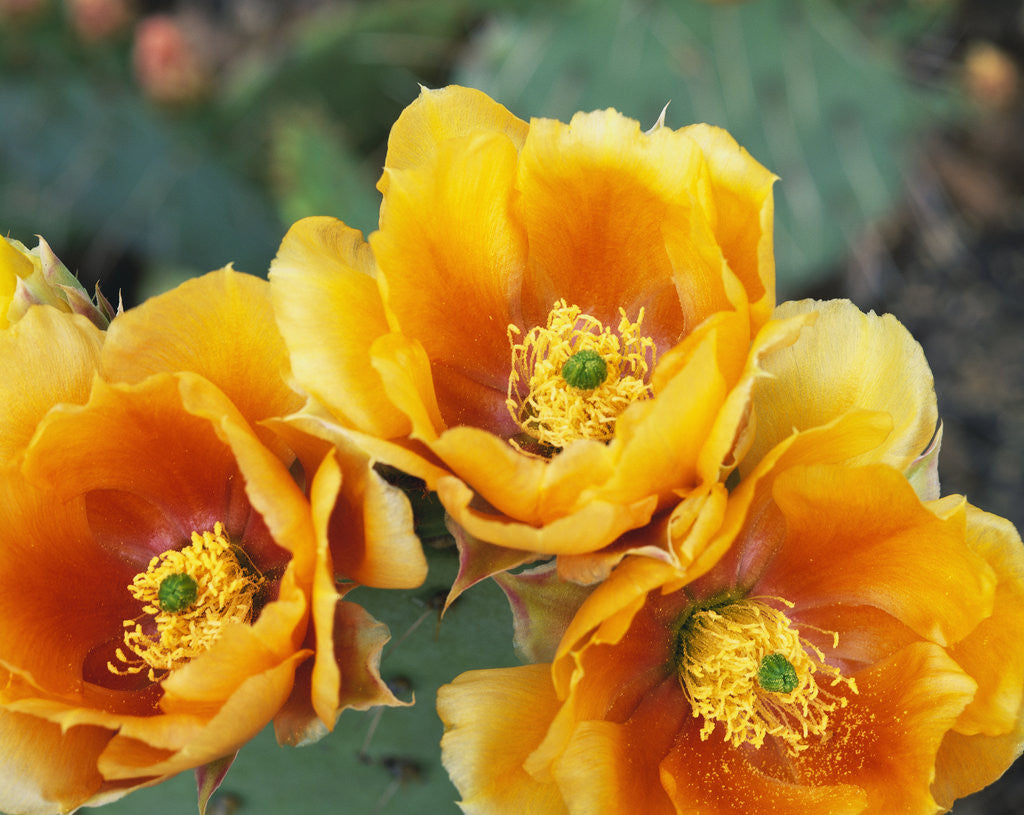Detail of Prickly Pear Cactus Blossoms by Anonymous