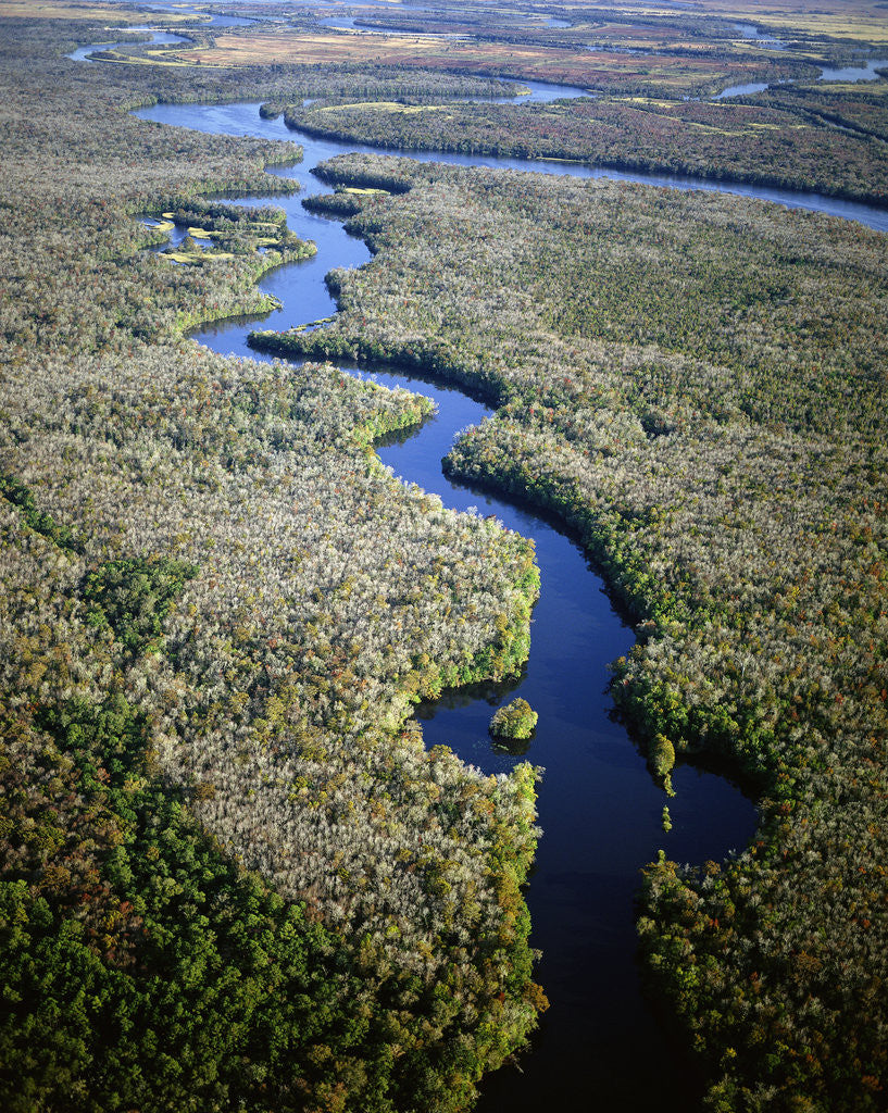 Detail of Altamaha River by Anonymous