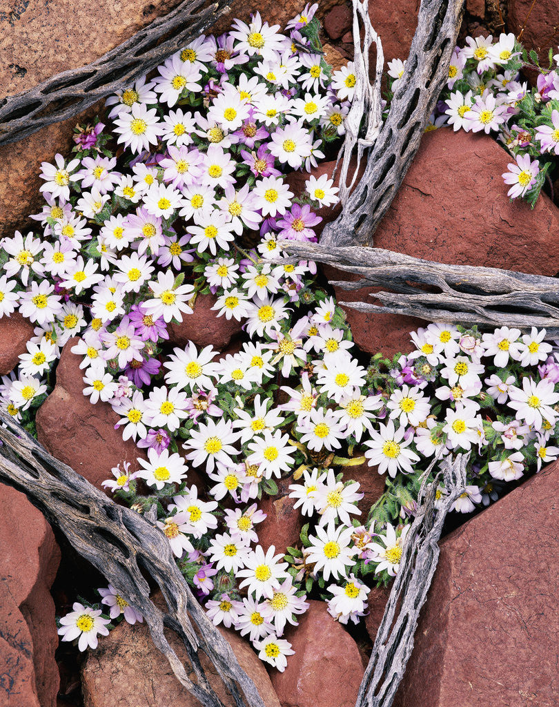 Detail of Blooming Desert Stars by Anonymous