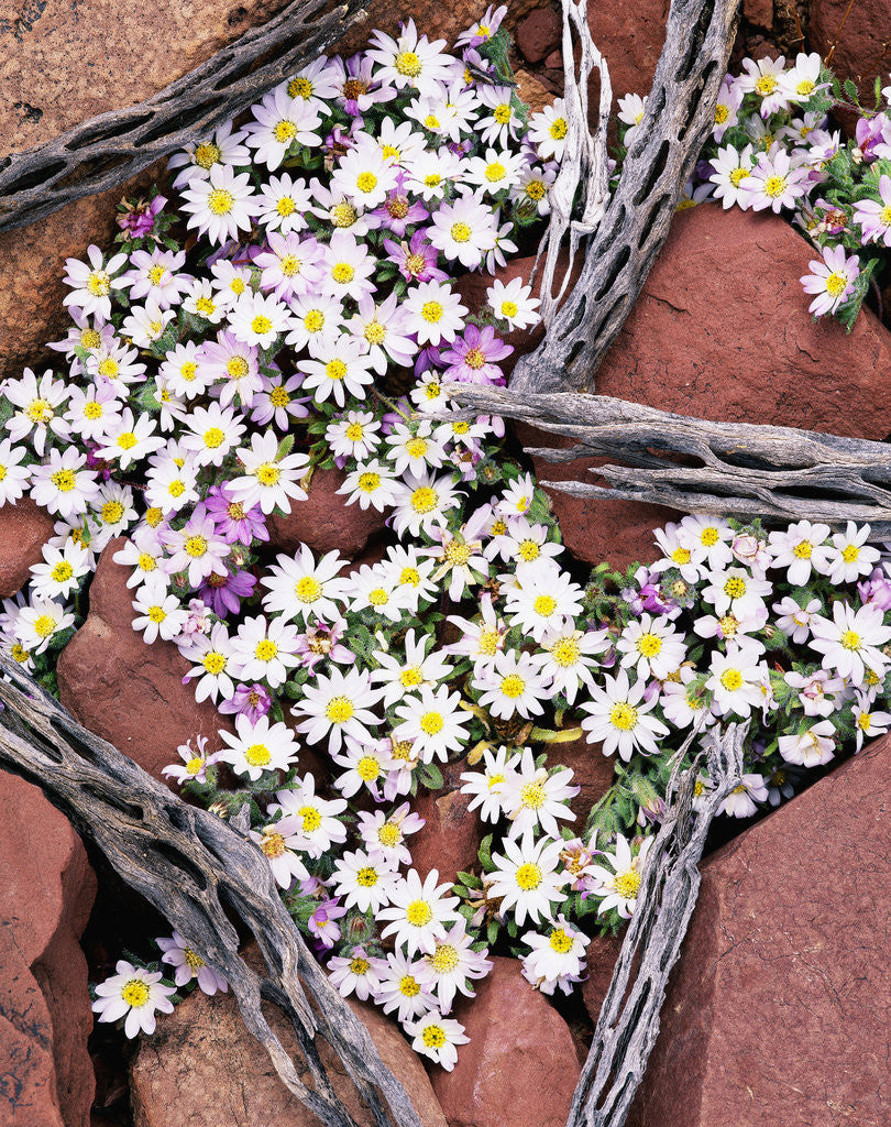 Detail of Blooming Desert Stars by Corbis