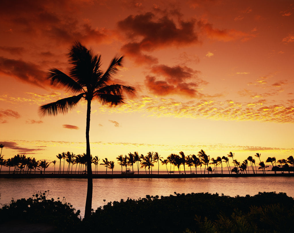 Detail of Sunset at Anaehoomalu Bay by Anonymous