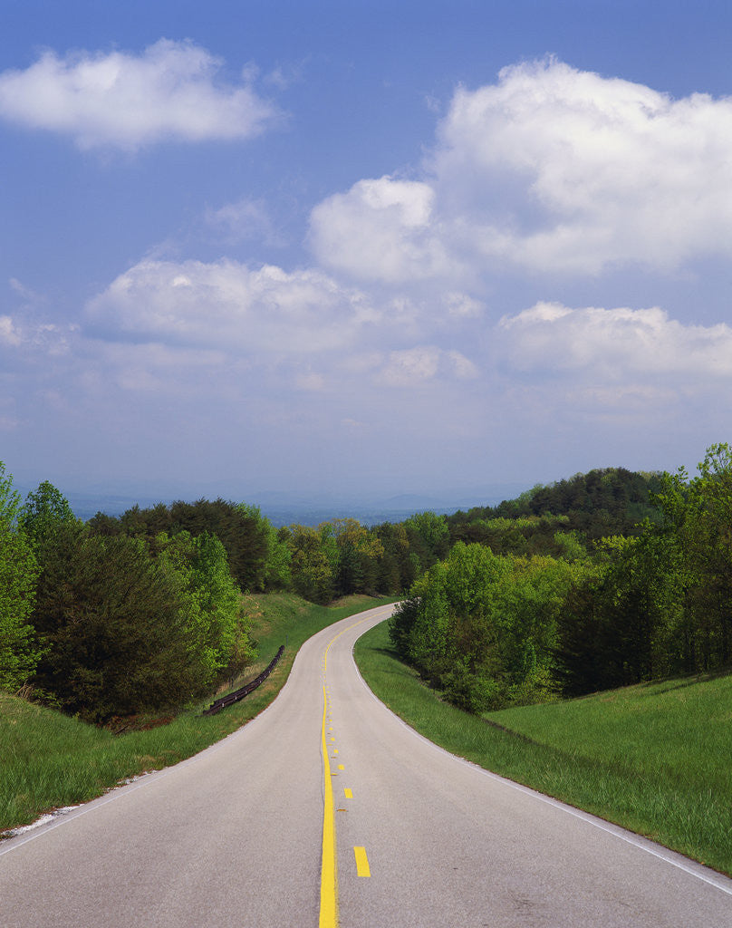 Detail of Highway Passing Through Taledega National Forest by Anonymous