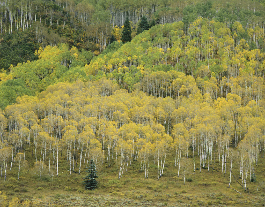 Detail of Aspens in Castle Creek Valley by Anonymous