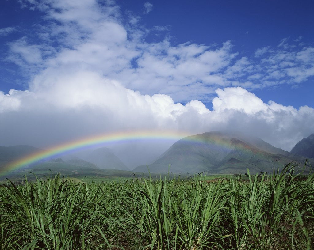 Detail of Rainbow Above Sugar Cane Field on Maui by Anonymous