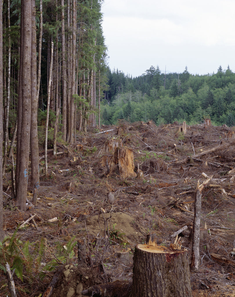 Detail of Clearcut in Olympic National Forest by Anonymous