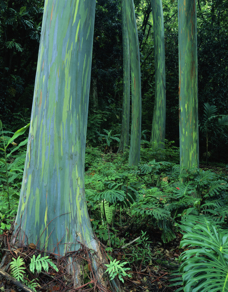 Detail of Rainbow Eucalyptus (Mindanao Gum) Trees by Corbis