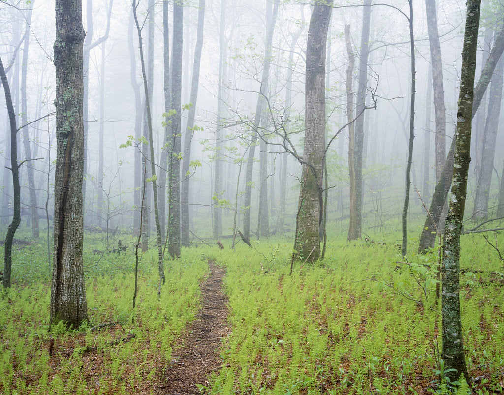 Detail of Oak Forest in Fog by Anonymous