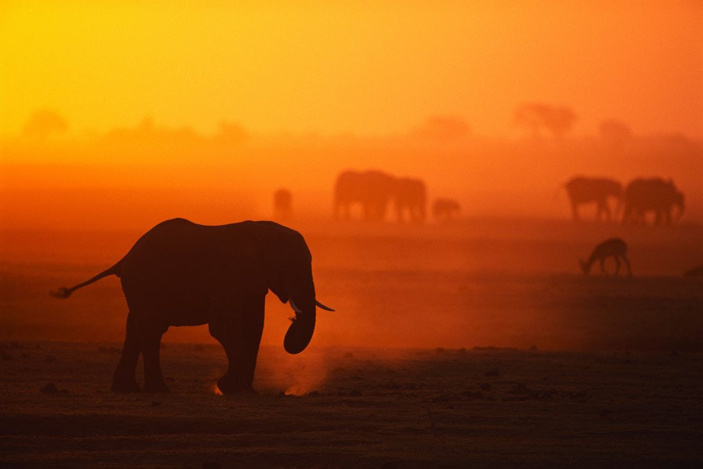 Detail of Elephant Herd Silhouetted Against Orange Sky by Anonymous