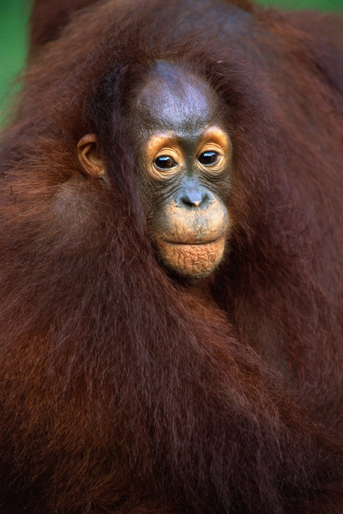 Detail of Young Orangutan in Mother's Arm by Anonymous