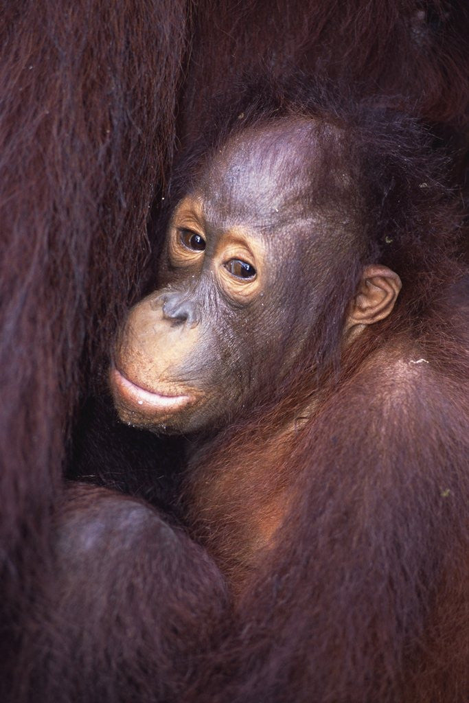 Detail of Baby Orangutan by Anonymous