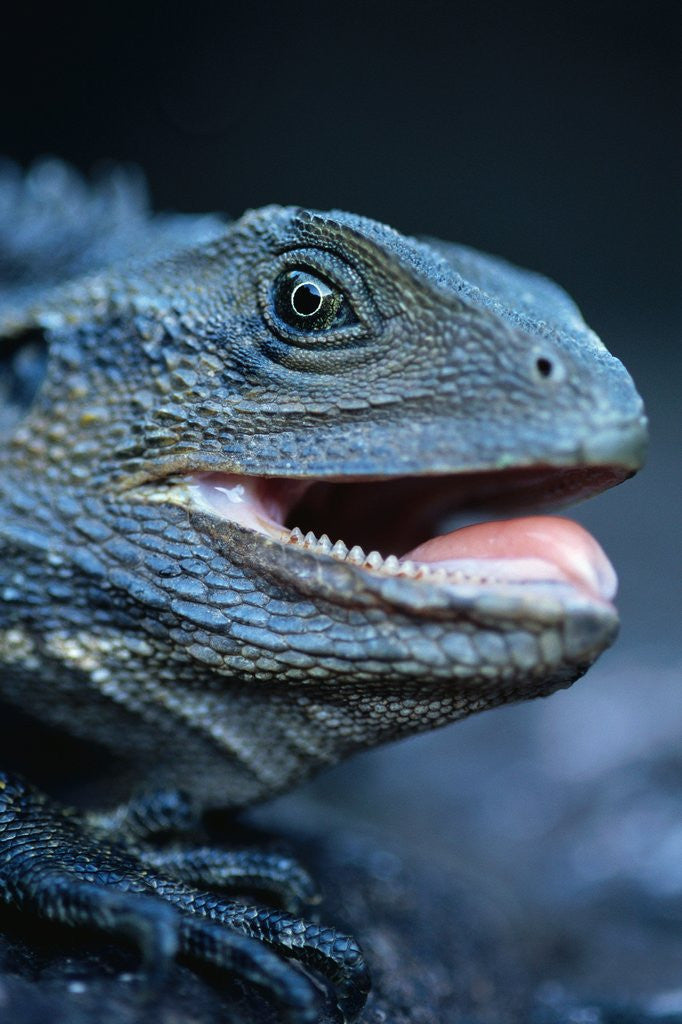 Detail of Eastern Water Dragon by Anonymous