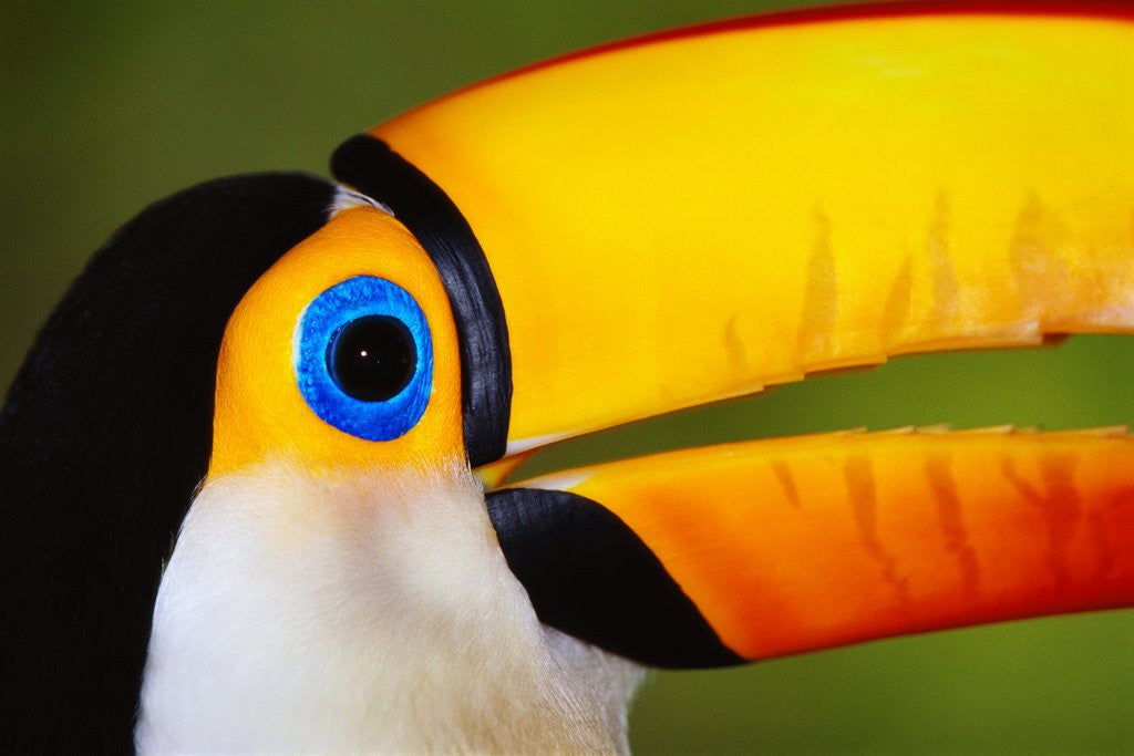 Detail of Head and Beak of a Toco Toucan by Corbis