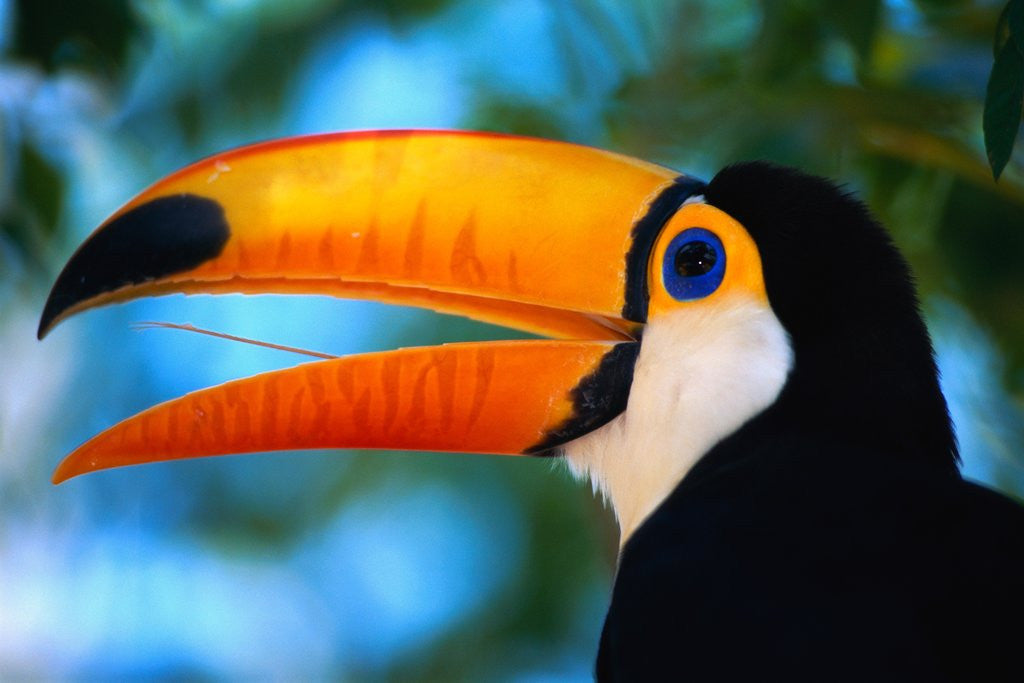 Detail of Toco Toucan by Anonymous
