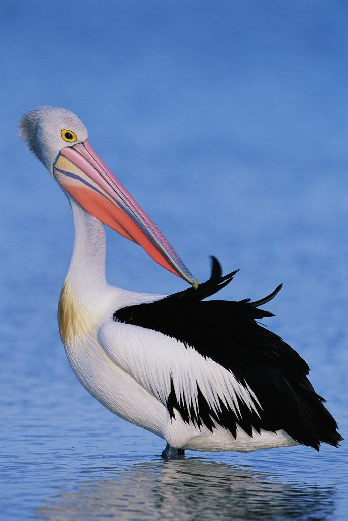 Detail of Australian Pelican Grooming by Anonymous