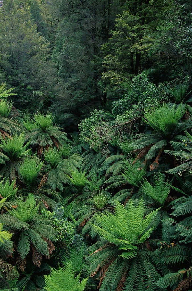Detail of Rain Forest Ferns and Trees by Anonymous