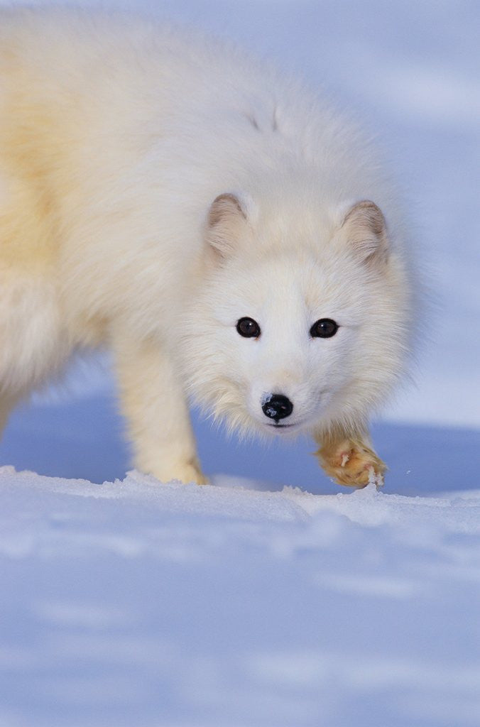 Detail of Arctic Fox Walking Across Snow by Anonymous