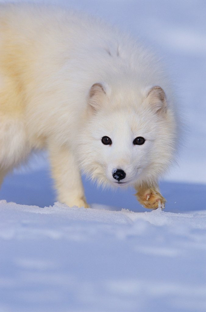 Detail of Arctic Fox Walking Across Snow by Corbis
