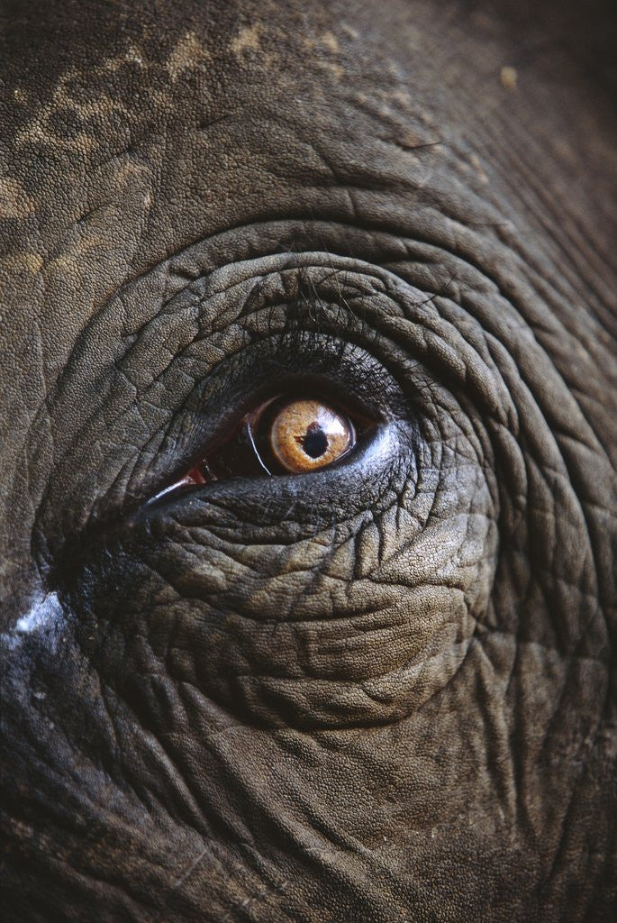 Detail of Indian Elephant's Eye by Anonymous