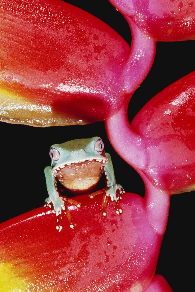 Detail of Two-colored Tree Frog on Lobster Claw Heliconia by Anonymous