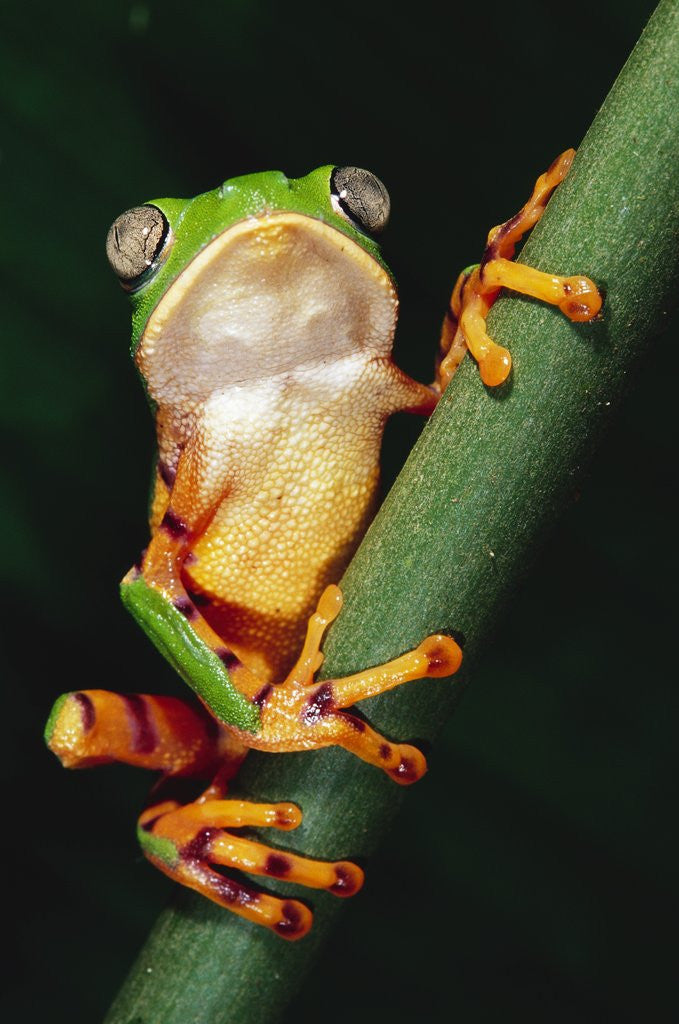 Detail of Barred Leaf Frog on Plant Stem by Anonymous