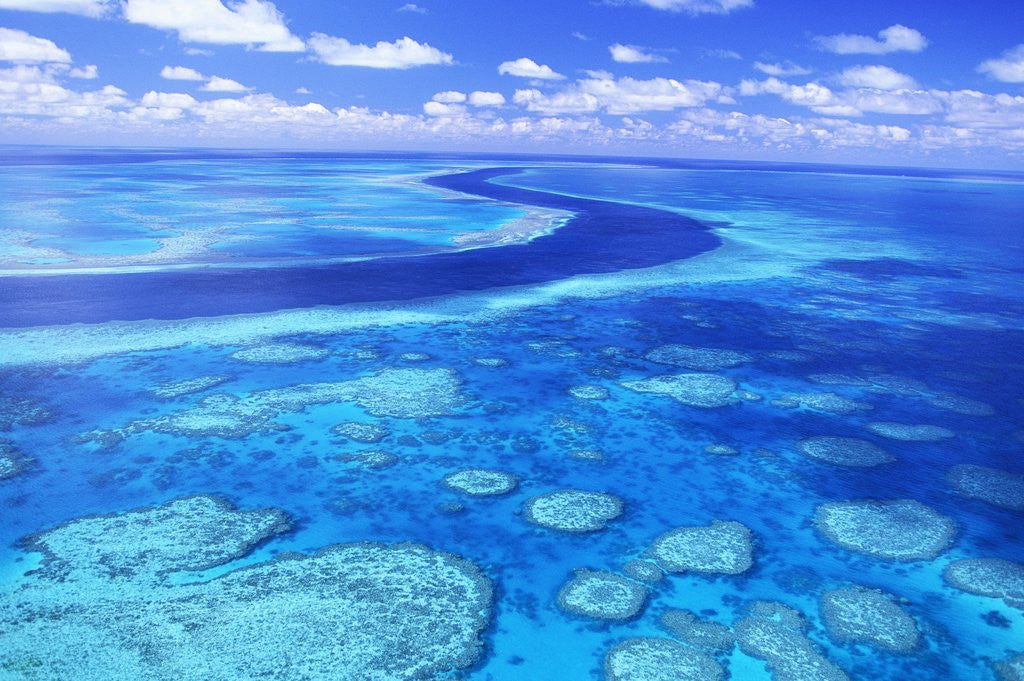 Detail of Australia's Great Barrier Reef by Anonymous